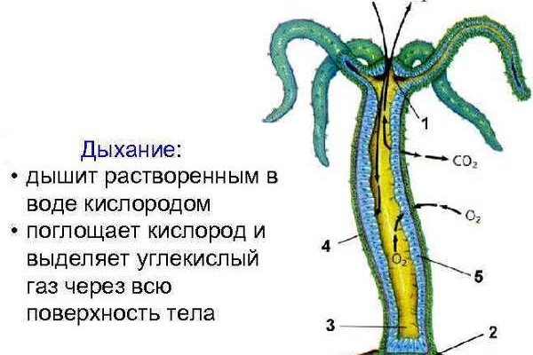 Рабочее зеркало на кракен