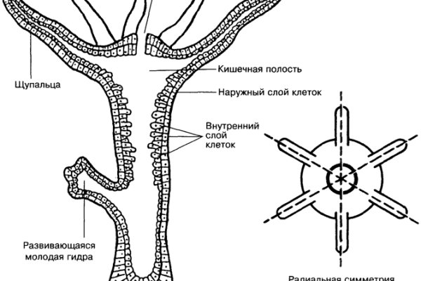 Кракен настоящее зеркало