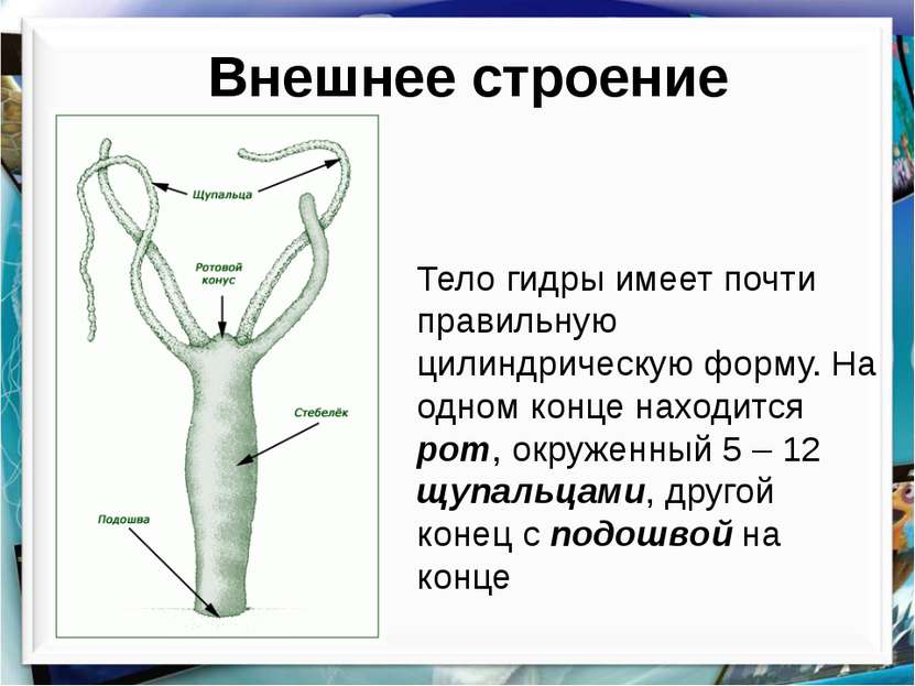 Ссылка кракен зеркало тор